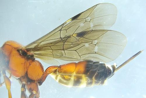Aptesis flagitator